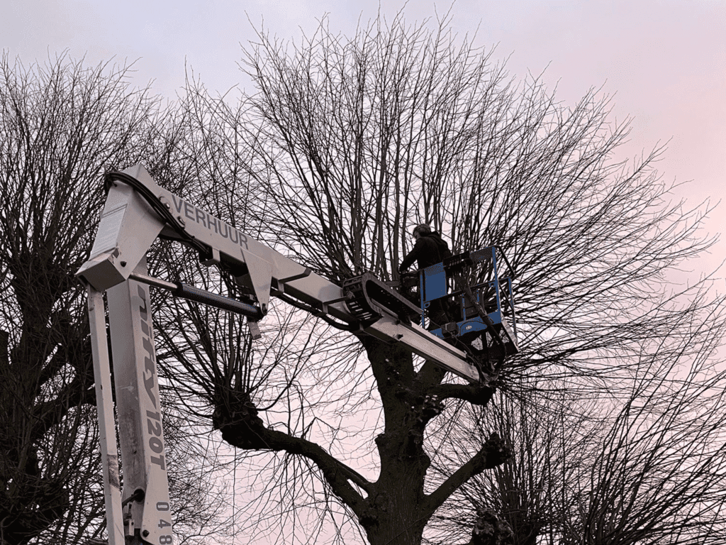 Levensloopboomverzorging verwijderen of snoeien van grote bomen in de tuin.