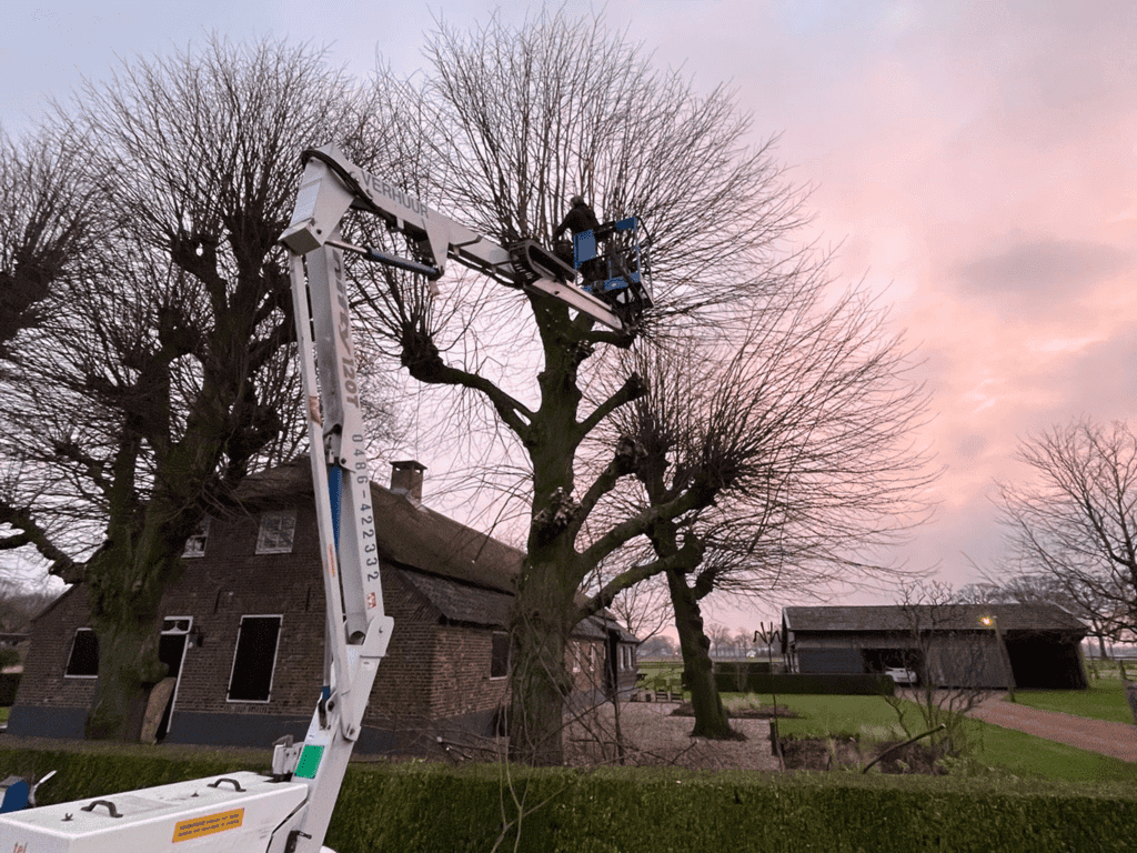 Boomsnoei door professionele boomverzorging voor gezonde en mooie bomen.